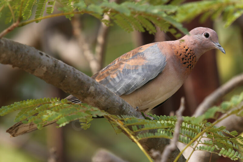 Laughing Dove