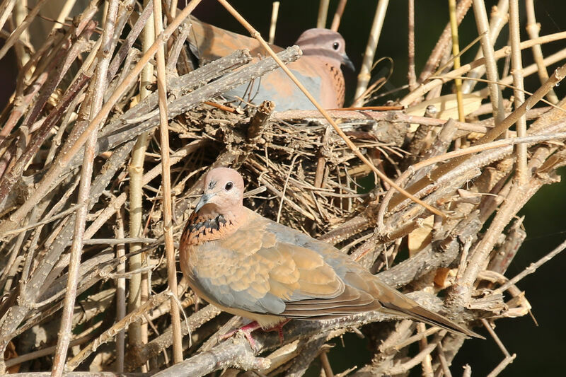 Laughing Dove