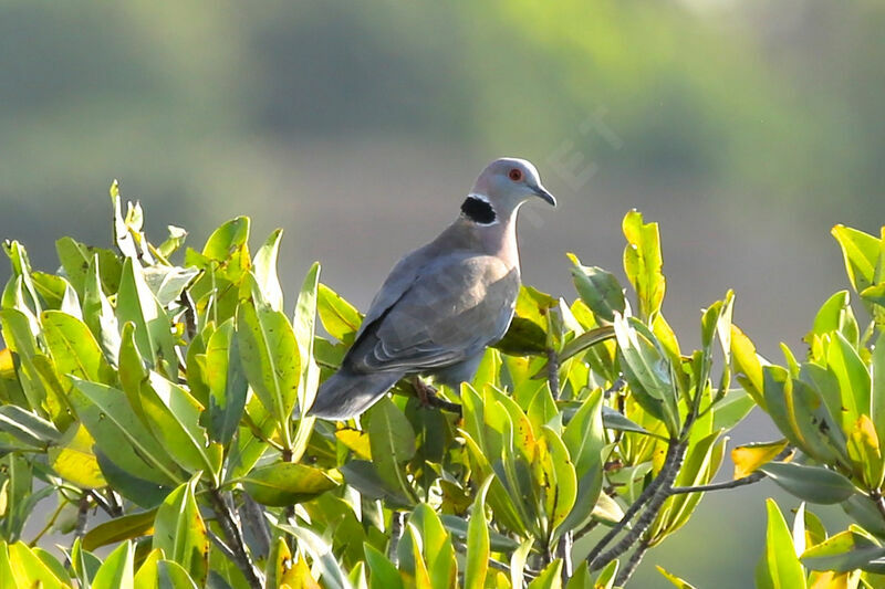 Mourning Collared Dove