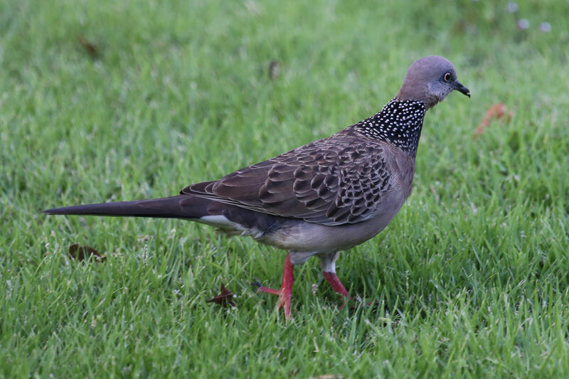 Spotted Dove