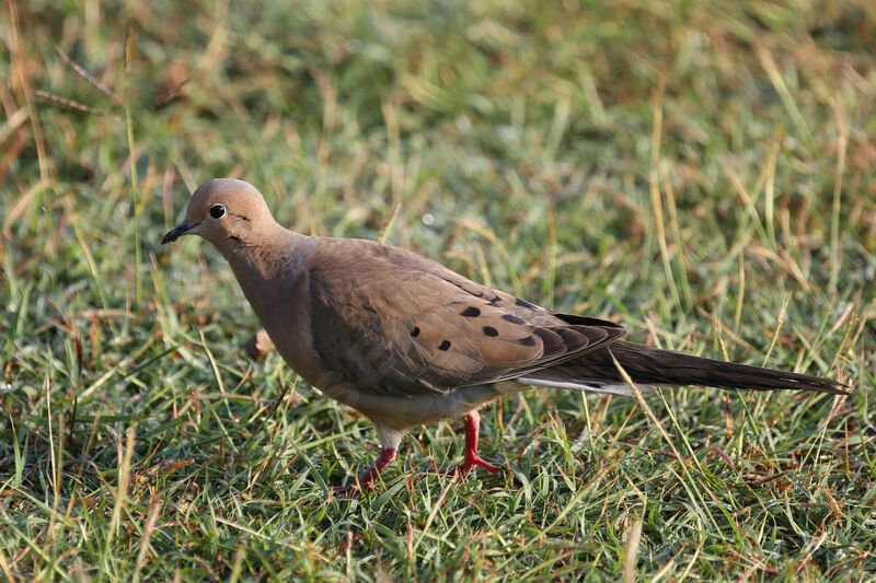 Mourning Dove