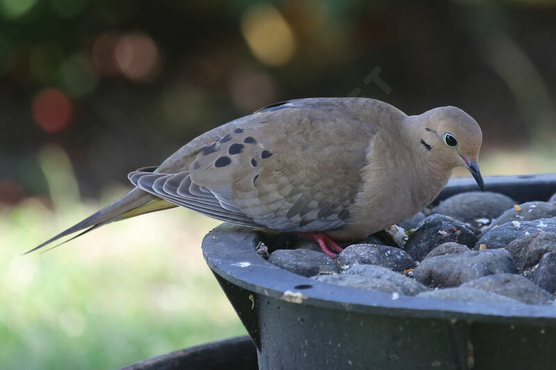 Mourning Dove