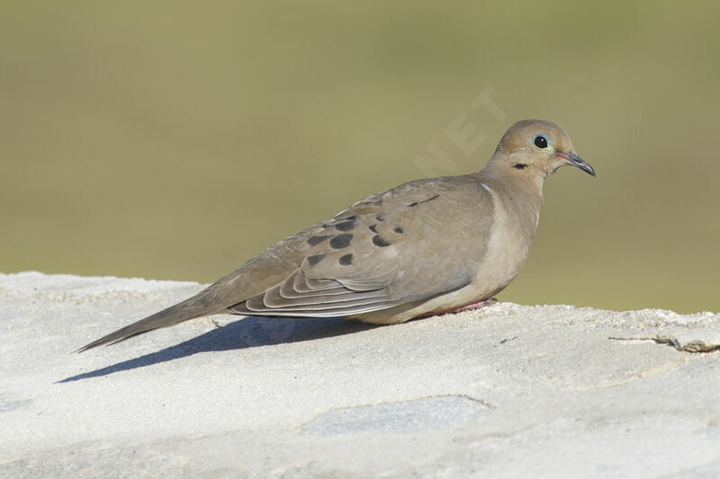 Mourning Dove