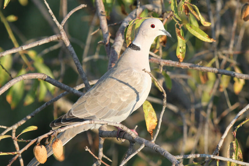 Eurasian Collared Dove