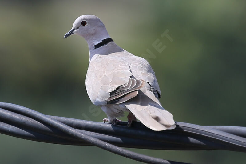 Eurasian Collared Dove