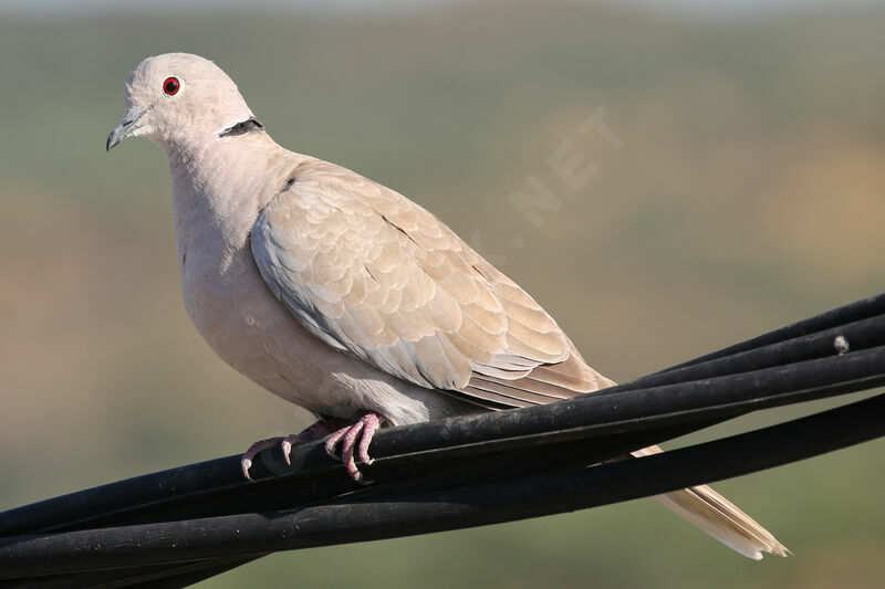 Eurasian Collared Dove