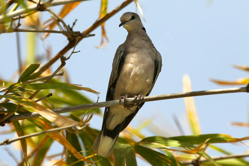 Vinaceous Dove