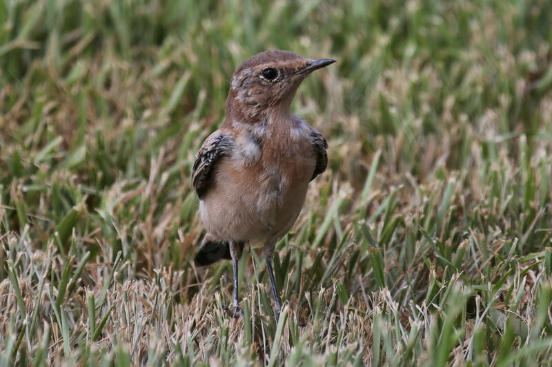 Desert Wheatear