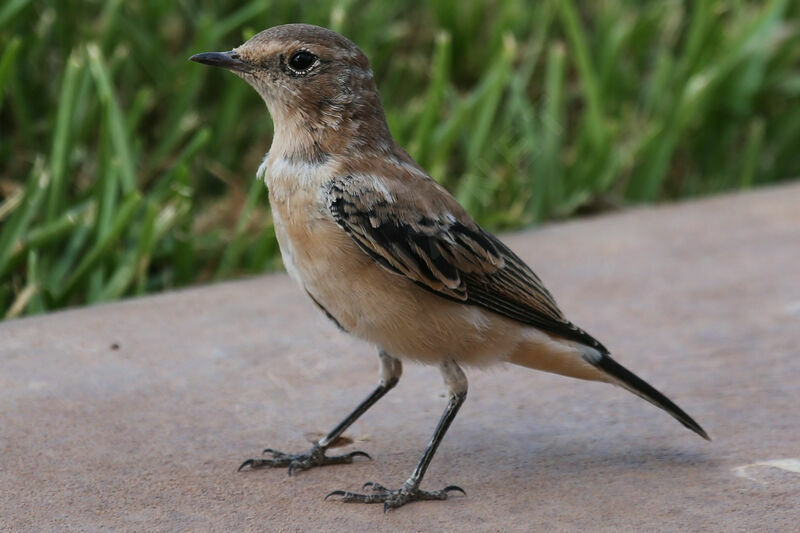 Desert Wheatear