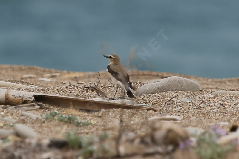 Northern Wheatear