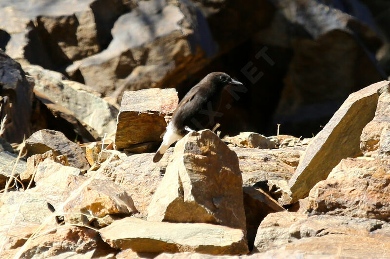 Black Wheatear