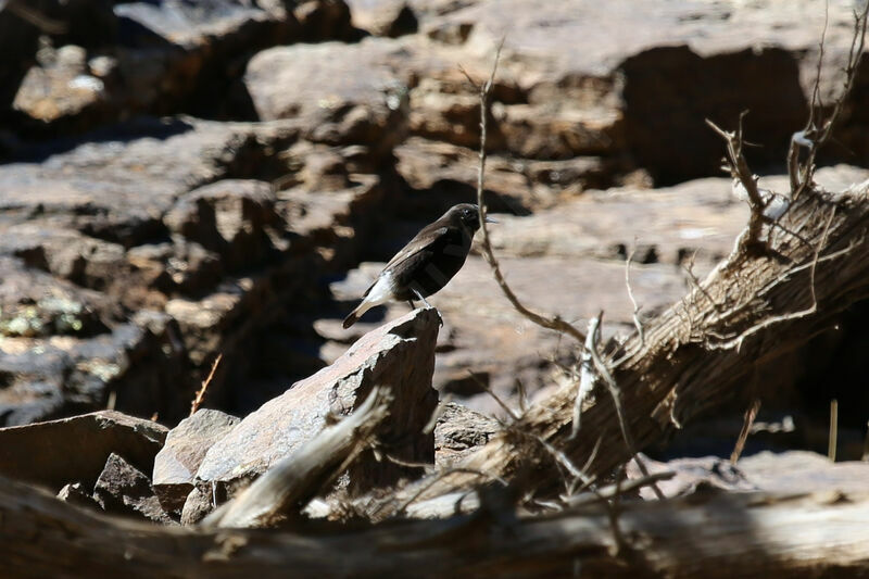 Black Wheatear