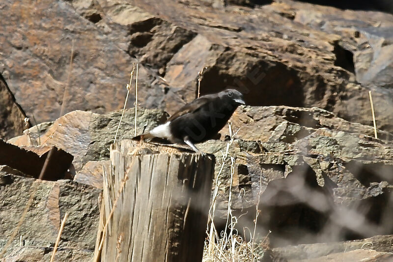 Black Wheatear