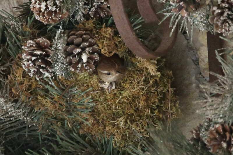 Eurasian Wren