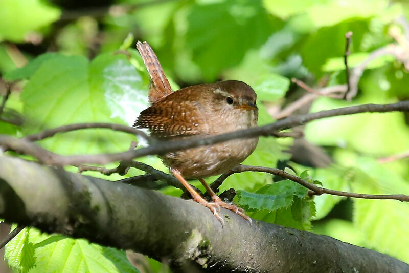 Eurasian Wren