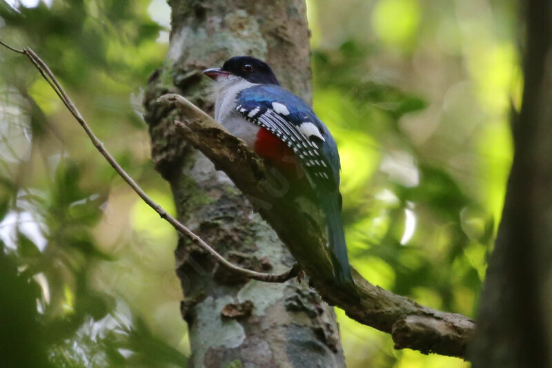 Trogon de Cuba