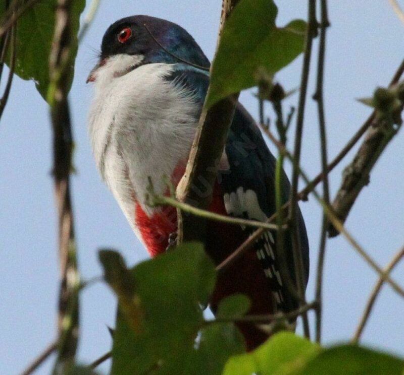 Trogon de Cuba