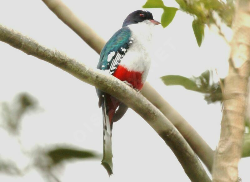 Trogon de Cuba