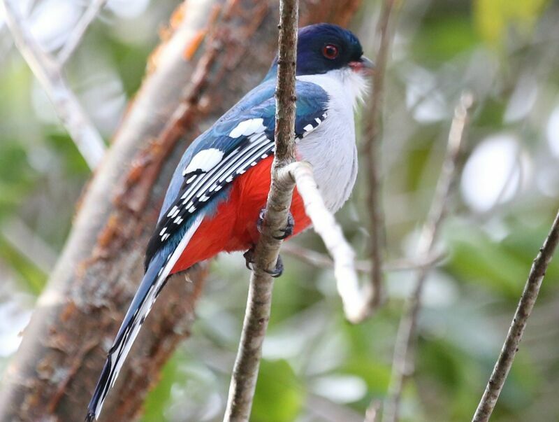 Trogon de Cuba