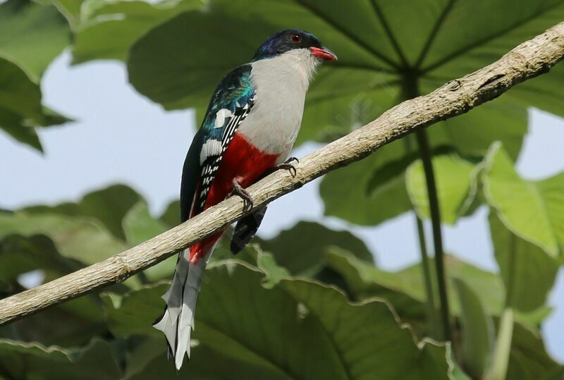 Cuban Trogon