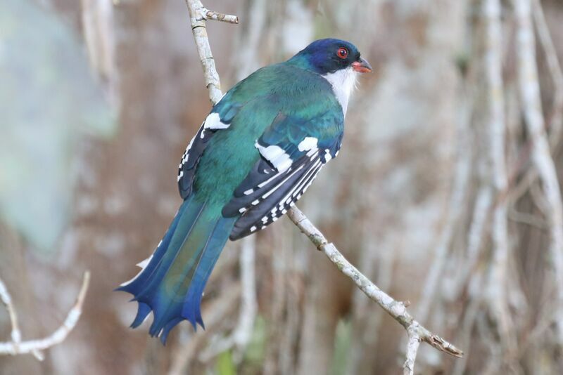 Trogon de Cuba