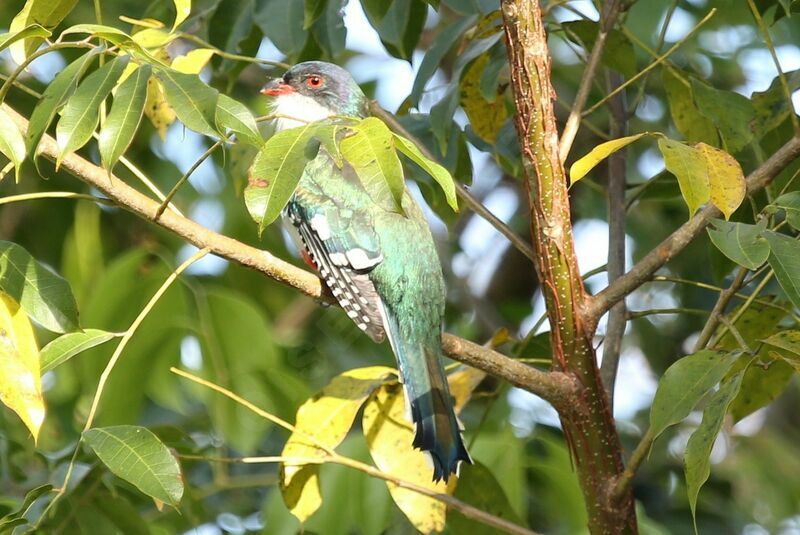 Cuban Trogon