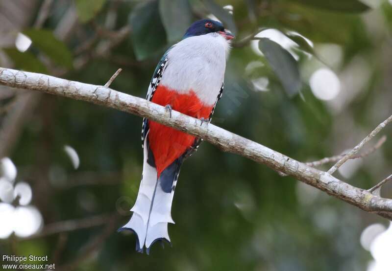 Trogon de Cubaadulte, identification