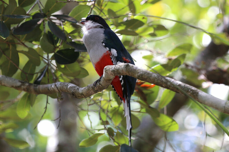 Cuban Trogon