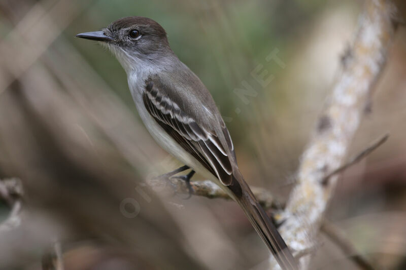 La Sagra's Flycatcher