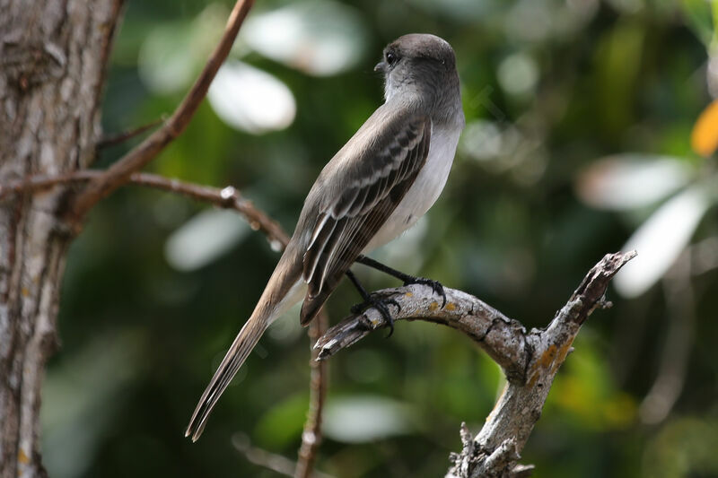 La Sagra's Flycatcher