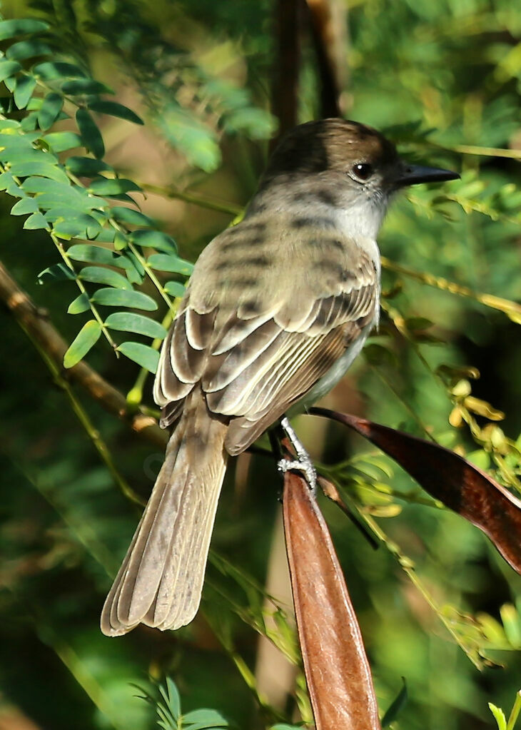 La Sagra's Flycatcher