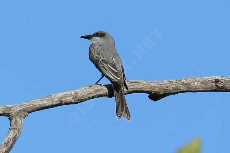 Grey Kingbird