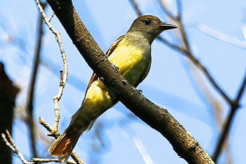 Great Crested Flycatcher