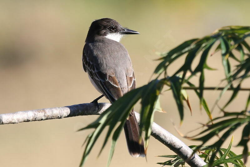 Loggerhead Kingbird