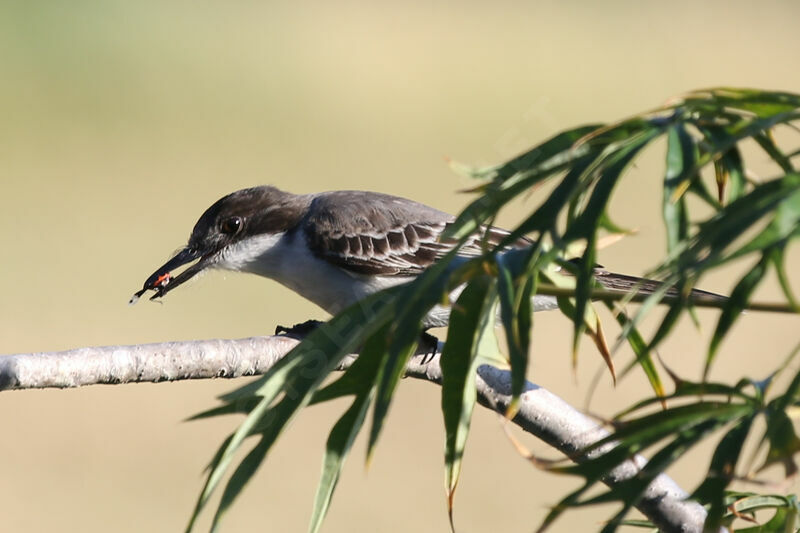 Loggerhead Kingbird