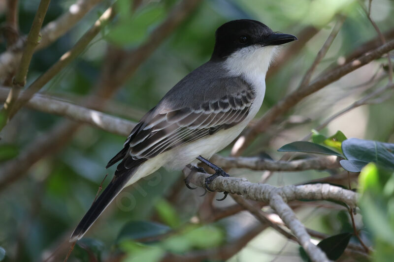 Loggerhead Kingbird