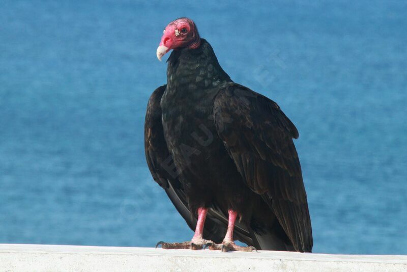 Urubu à tête rouge