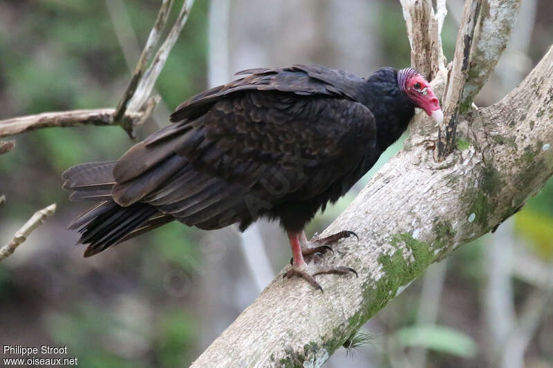 Urubu à tête rougeadulte, identification