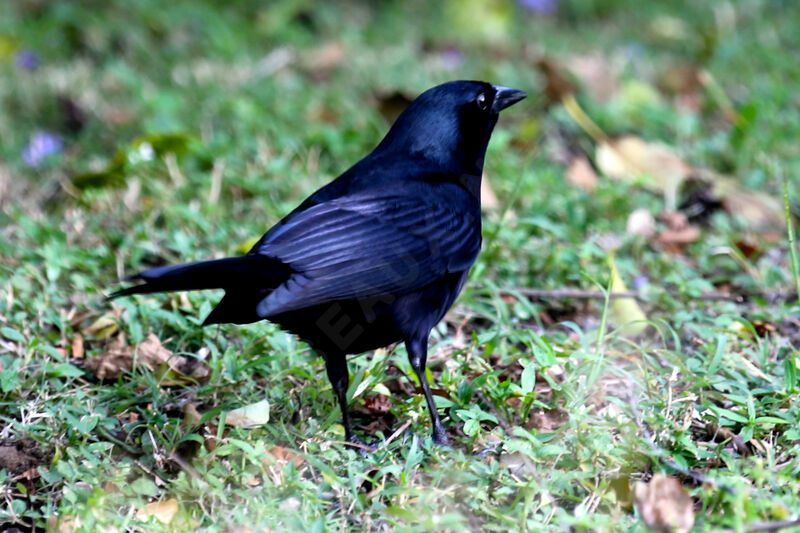 Shiny Cowbird