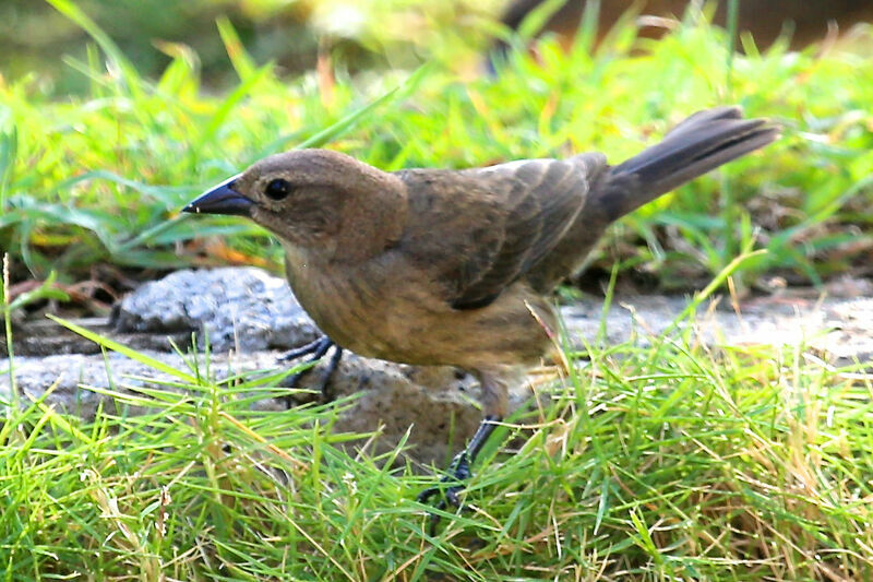 Shiny Cowbird female