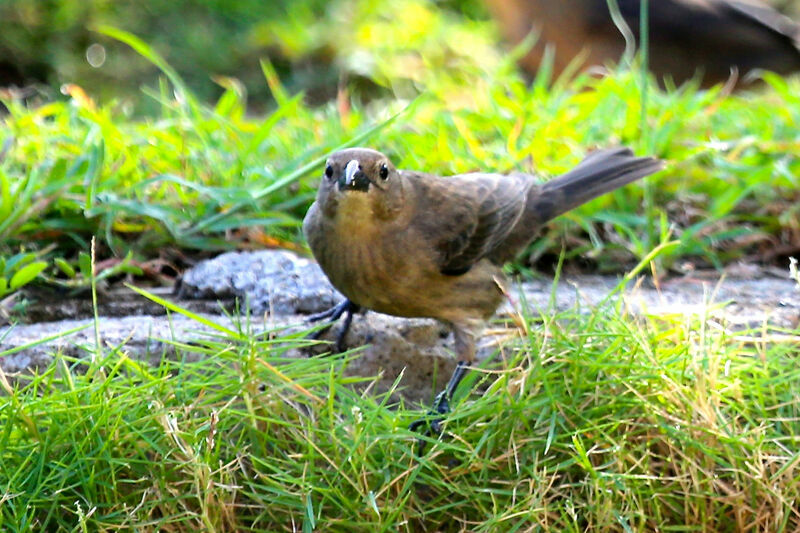 Shiny Cowbird female