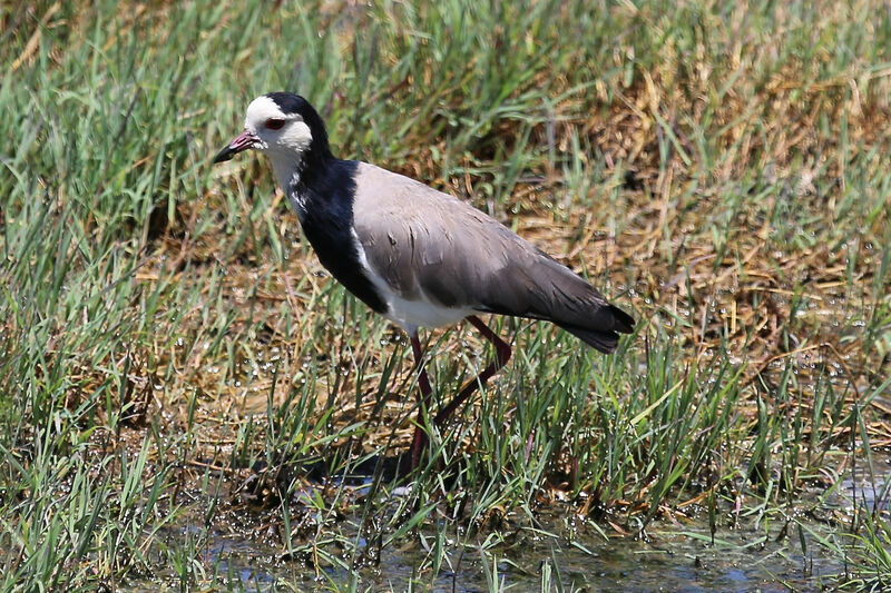 Vanneau à ailes blanches