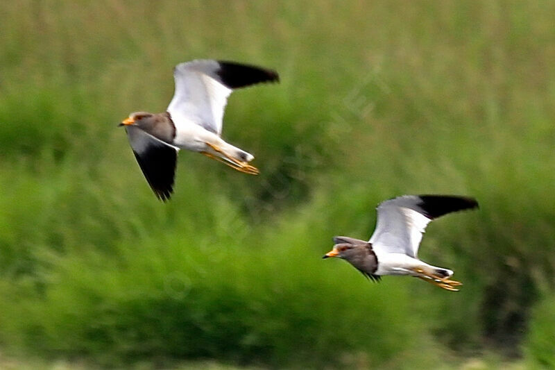 Grey-headed Lapwing