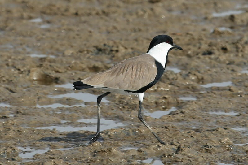 Spur-winged Lapwing