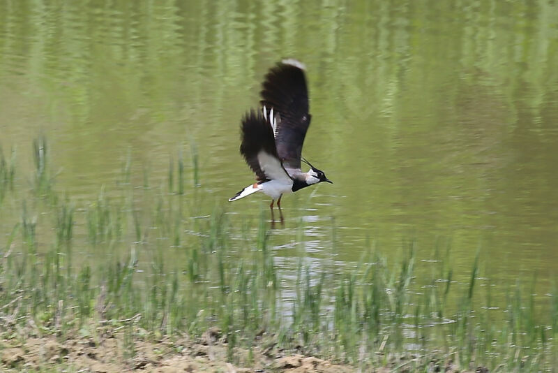 Northern Lapwing