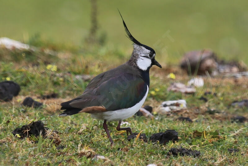 Northern Lapwing