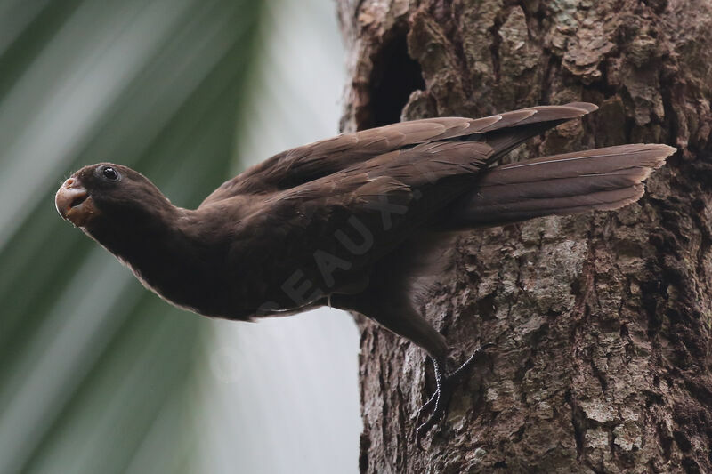 Seychelles Black Parrot