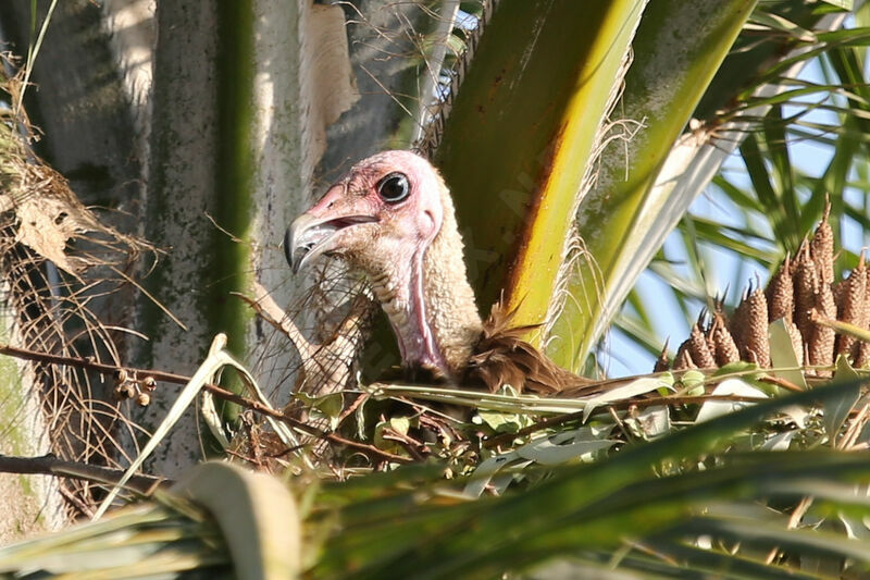 Vautour charognard