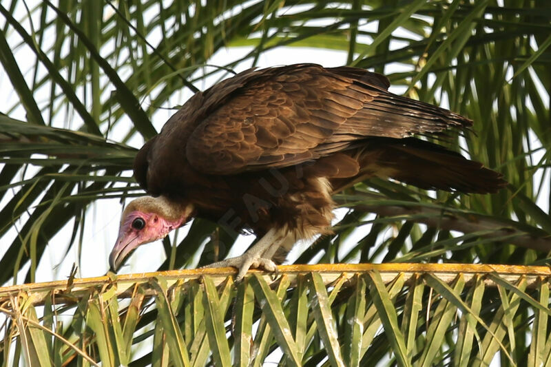 Vautour charognard