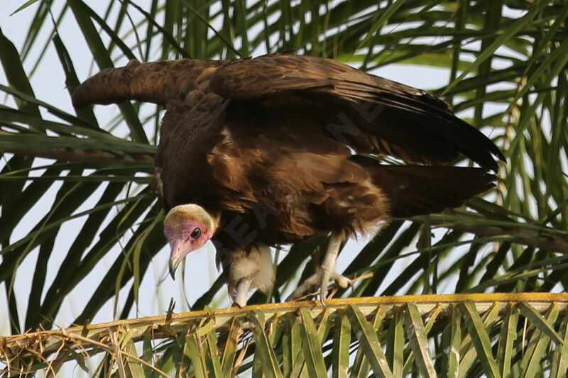 Vautour charognard